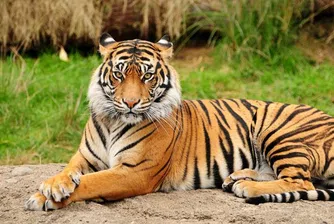 Тигри отказаха Рио Тинто от добив на диаманти в Индия