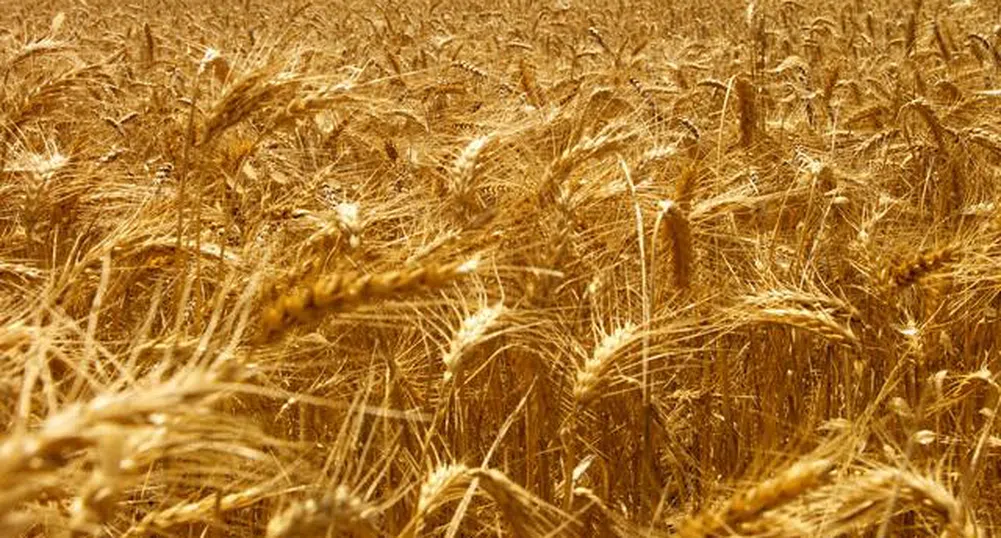 Тазгодишната реколта от хлебна пшеница е близо 1 млн. тона