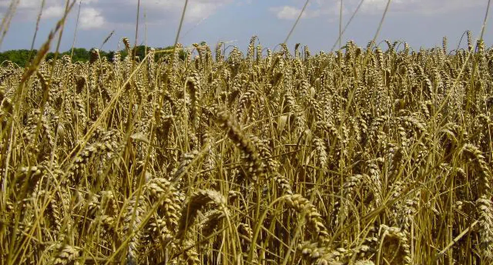 Пшеницата се търси на цена 180 лв/тон на борсата