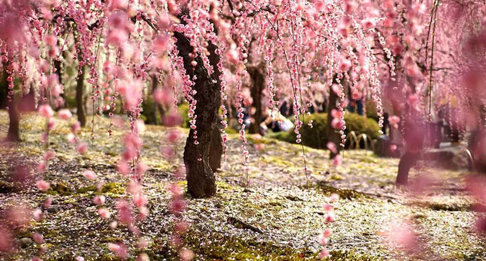 Пролетта е удивително красива в Япония