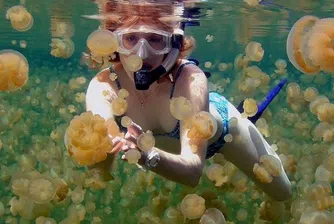 Да се гмурнеш сред хиляди медузи – видео