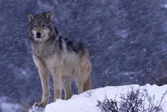 Еuropean Voice се загрижи за вълка на Първанов