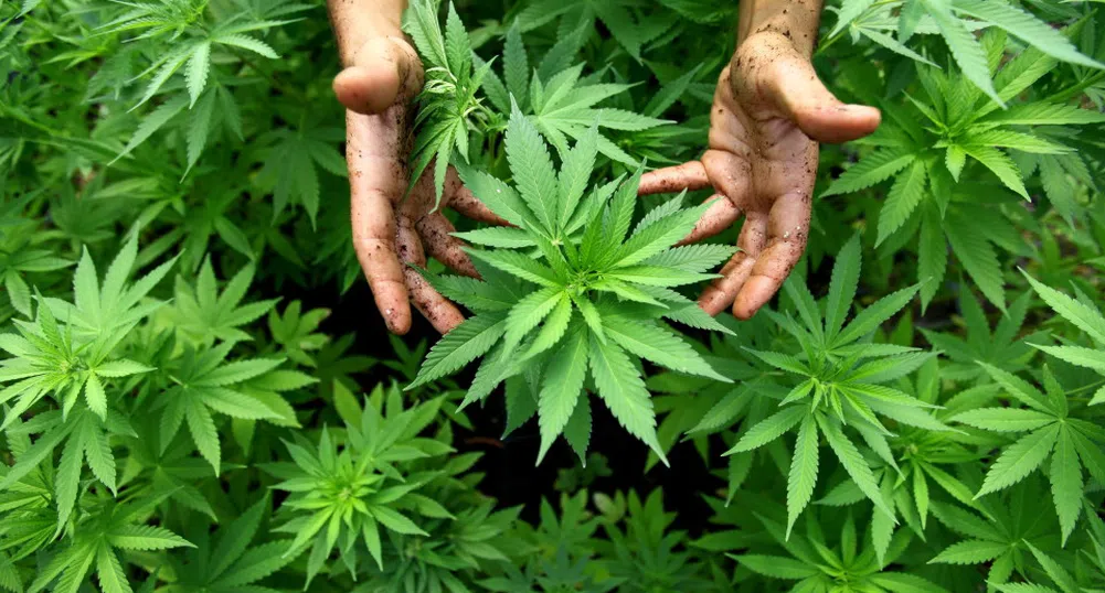 Белгия отваря достъпа до медицинската марихуана