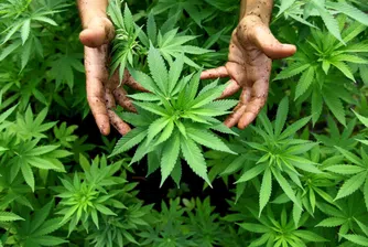 Белгия отваря достъпа до медицинската марихуана