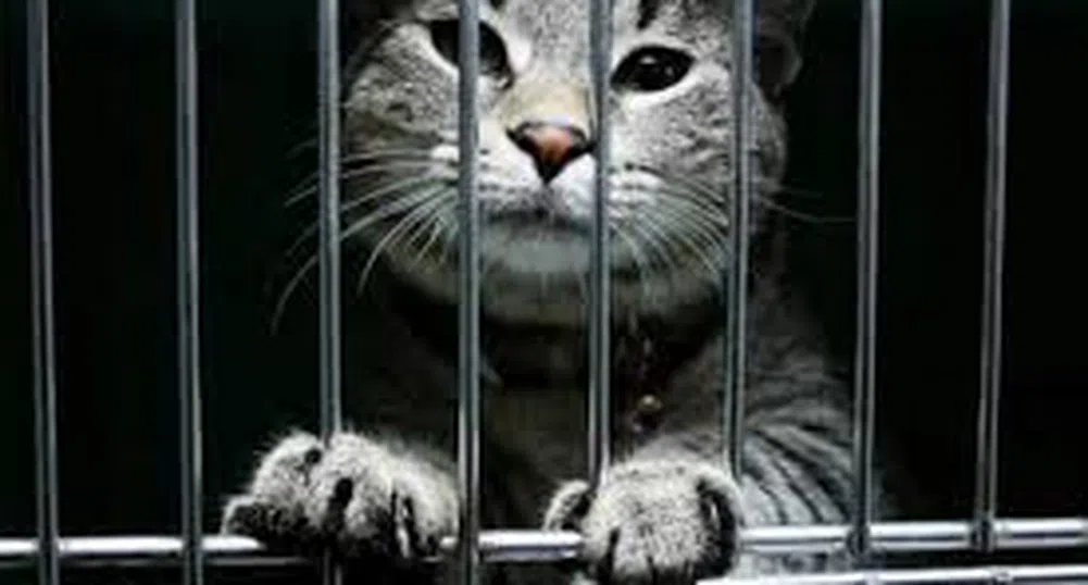Котка контрабандист заловиха в Русия