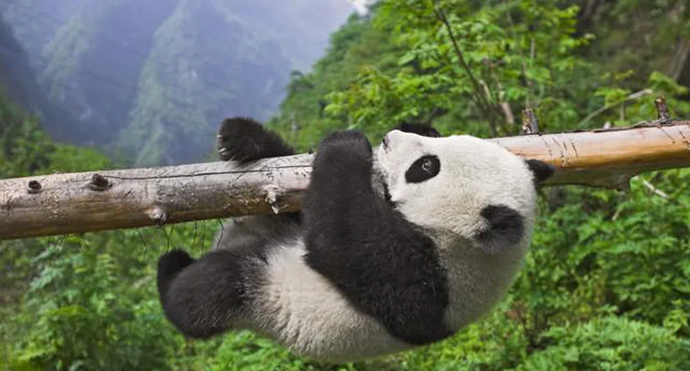 Токио наема китайски панди срещу 1 млн. долара