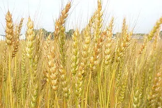 Пшеницата може да поскъпне с 20%