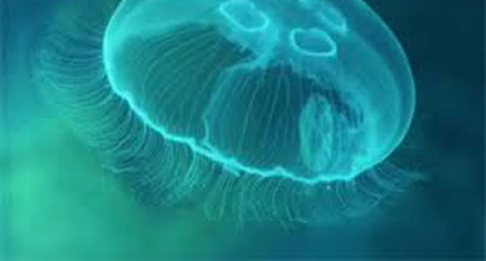 ООН: Като няма риба, яжте медузи
