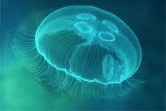 ООН: Като няма риба, яжте медузи