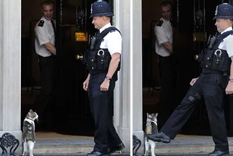 Полицай ритна котарака на британския премиер (видео)