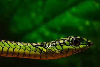 10 ужасяващи факта за змиите