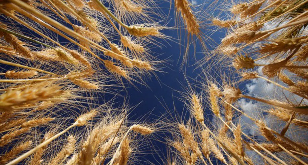 МВР започна проверки на производителите на зърно