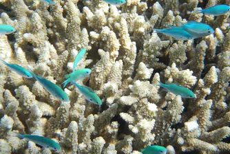 Австралия плати 5.2 млн долара, за да запази Големия бариерен риф