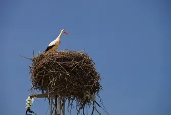 Арестуваха и обвиниха в шпионаж... щъркел