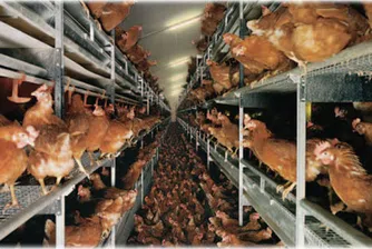Забраниха продажбата на яйца от кокошки в клетки