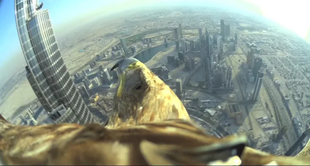 Заснеха най-високия птичи полет - от Burj Khalifa (видео)