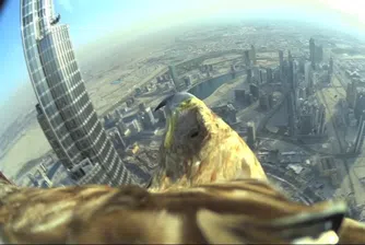 Заснеха най-високия птичи полет - от Burj Khalifa (видео)