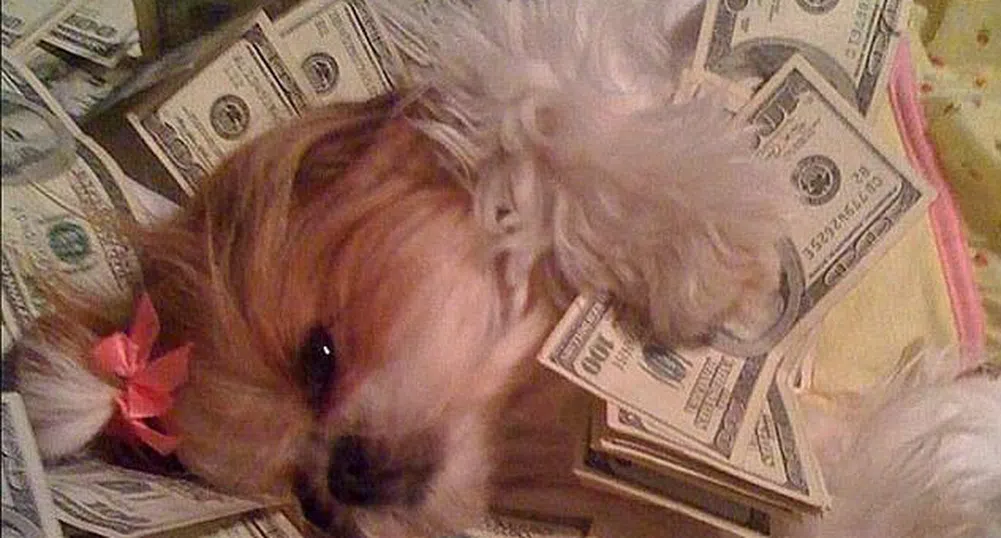 Богатите кучета в Instagram