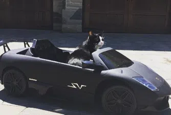 Популярният диджей Deadmau5 купи Lamborghini за котката си