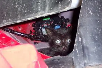 Коте измина 300 км под капака на колa