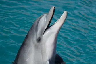 7 факта за делфините, които ще ви изумят