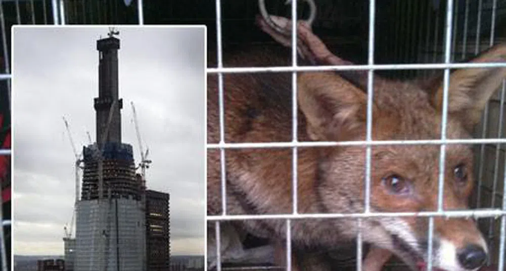 Лисиче живя две седмици в най-високата сграда в Лондон