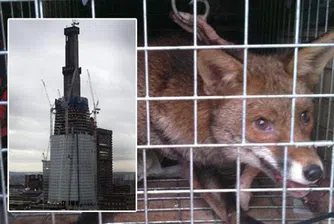 Лисиче живя две седмици в най-високата сграда в Лондон