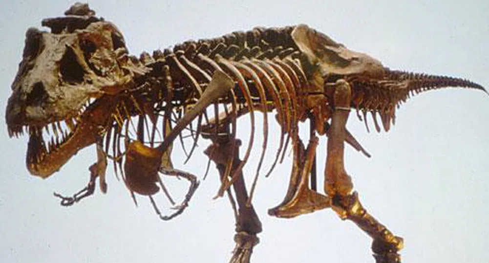 Продават на търг скелет на Тиранозавър Рекс
