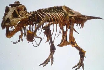 Продават на търг скелет на Тиранозавър Рекс