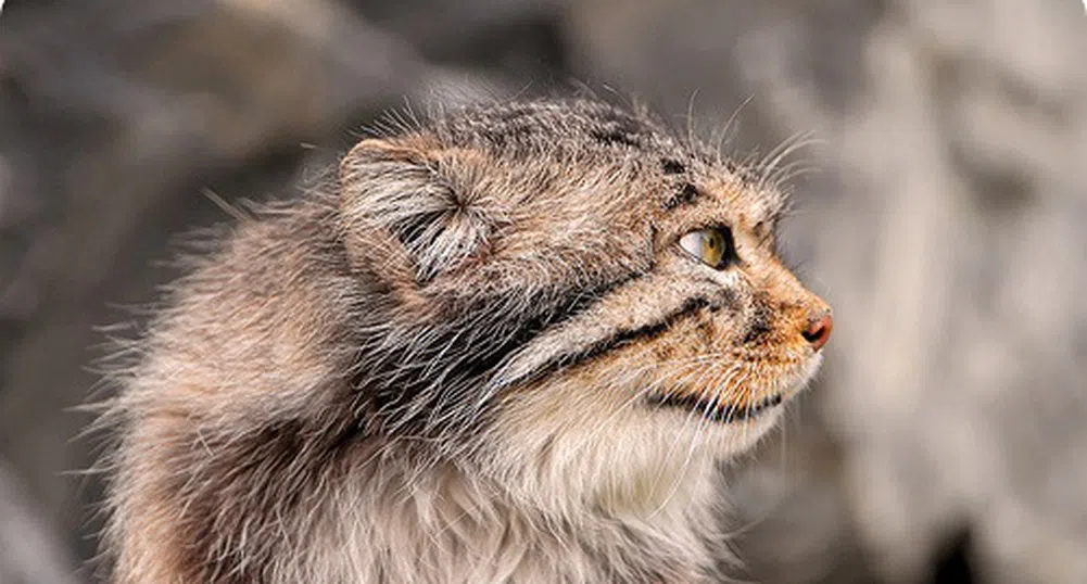 Уникални диви котки, смятани за изчезнали, бяха заснети в Русия