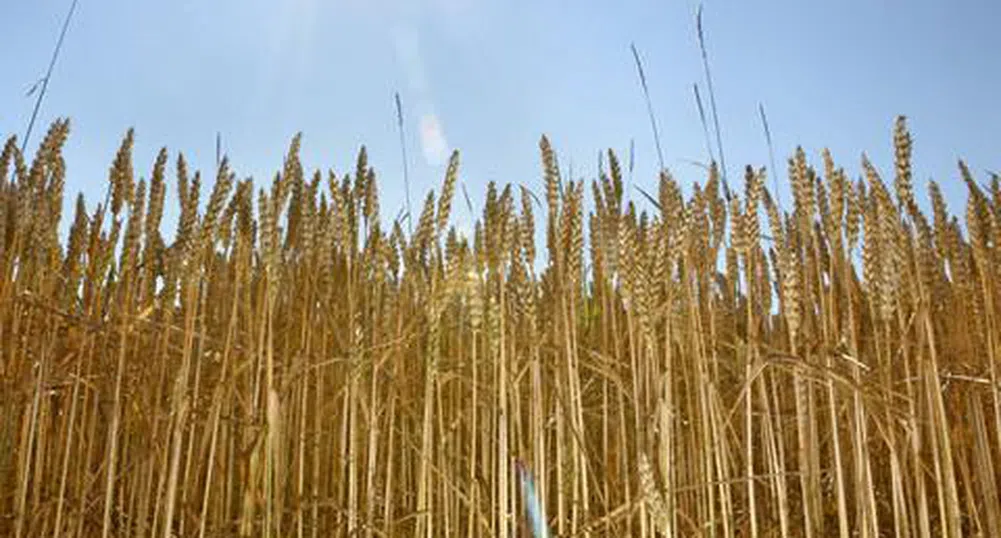 Bloomberg: България удвои износа на зърно