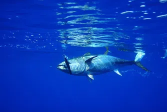 200-килограмова риба тон се продаде за над 600 000 долара в Токио