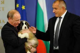 Руснаците заляха нета с предложения за име на кучето Йорго