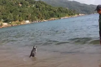 Той има пингвин за приятел