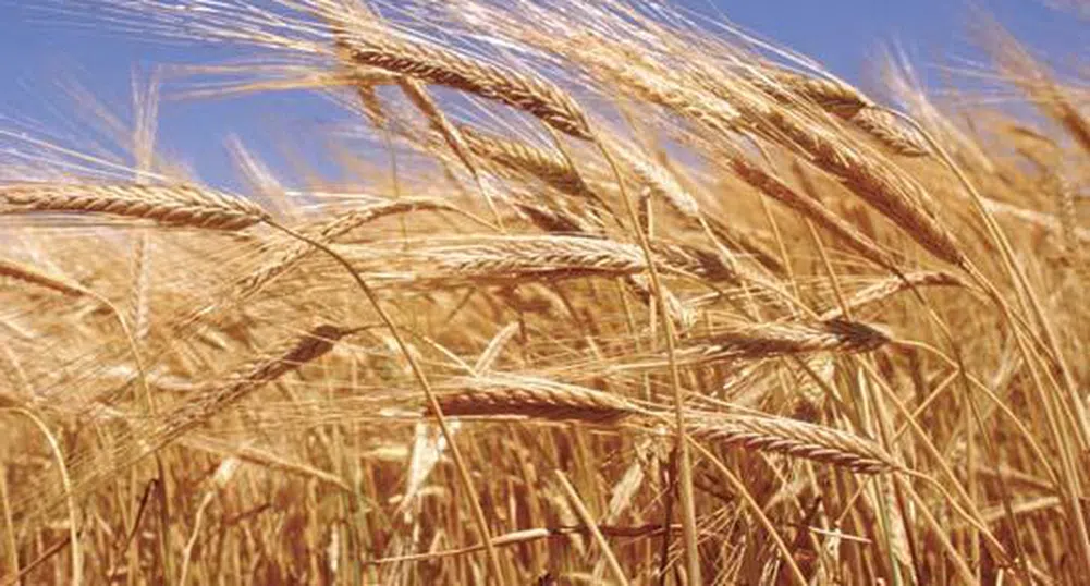 Пшеницата с 38% ръст през юли и нов 22-месечен рекорд