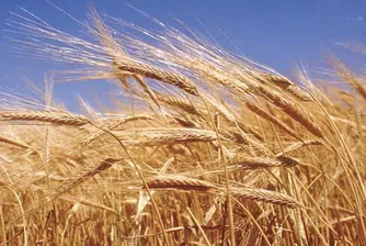 Пшеницата с 38% ръст през юли и нов 22-месечен рекорд