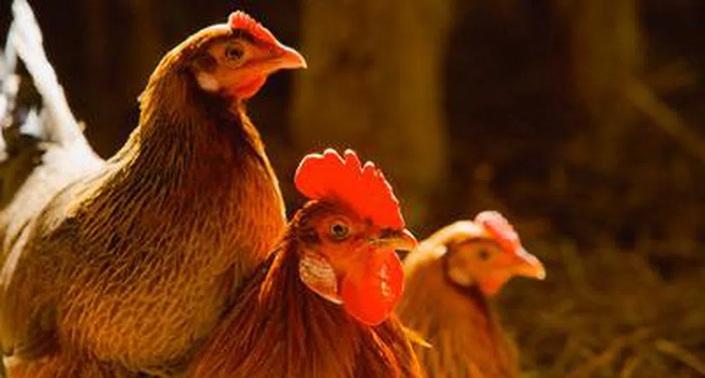 Фермер обвини ВВС за смъртта на 5000 кокошки