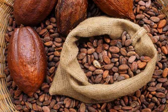 Цената на какаото може да скочи до нивата от 1979 г.