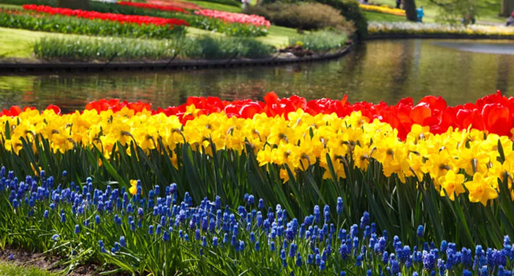Keukenhof – най-голямата цветна градина в света