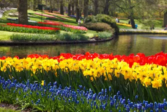 Keukenhof – най-голямата цветна градина в света