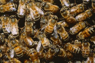 На летището в Сиатъл отглеждат 500 000 пчели
