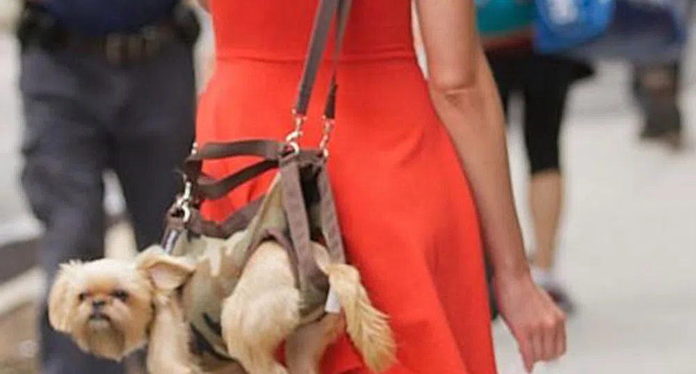 5 луксозни чанти за... носене на куче