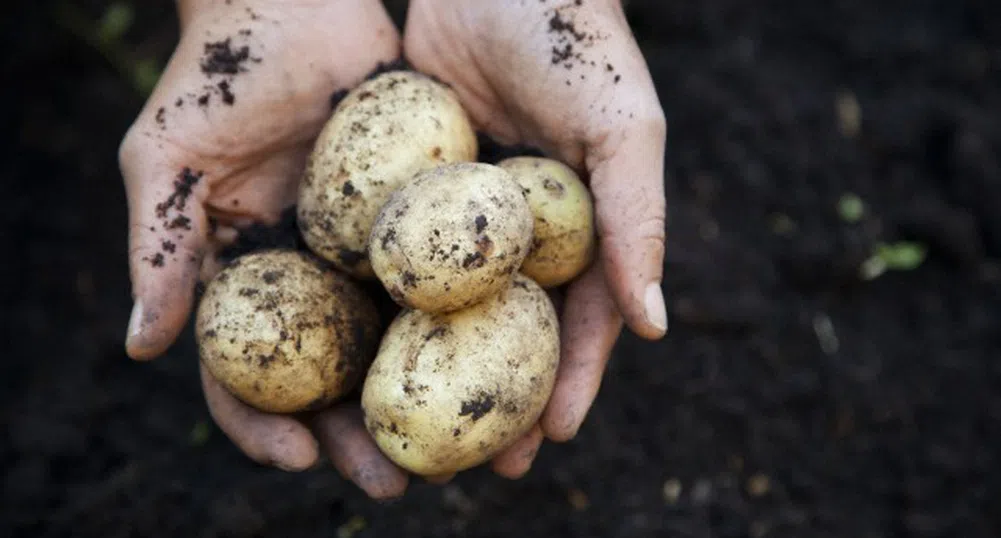 Картофите са новата супер храна