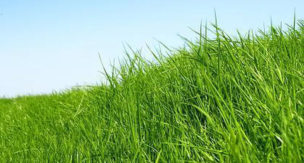 Ароматът на окосена трева намалява стреса