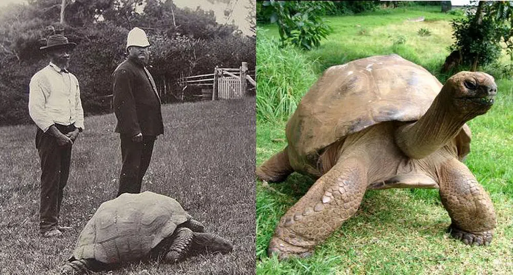 183-годишна костенурка е най-възрастното същество на Земята