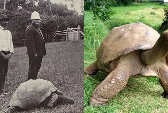 183-годишна костенурка е най-възрастното същество на Земята