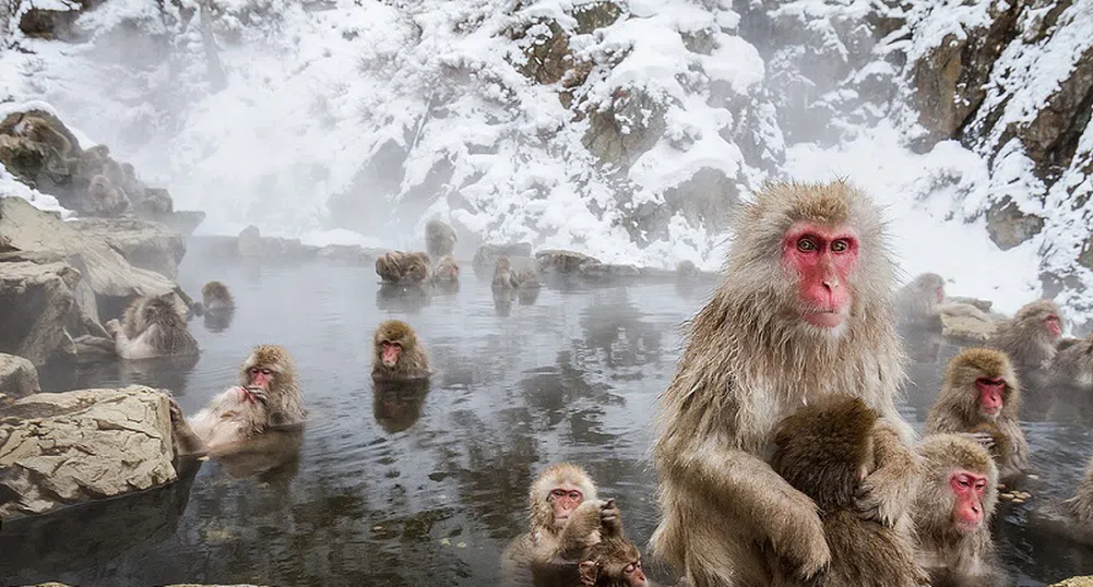 Джигокудани - паркът на снежните маймуни