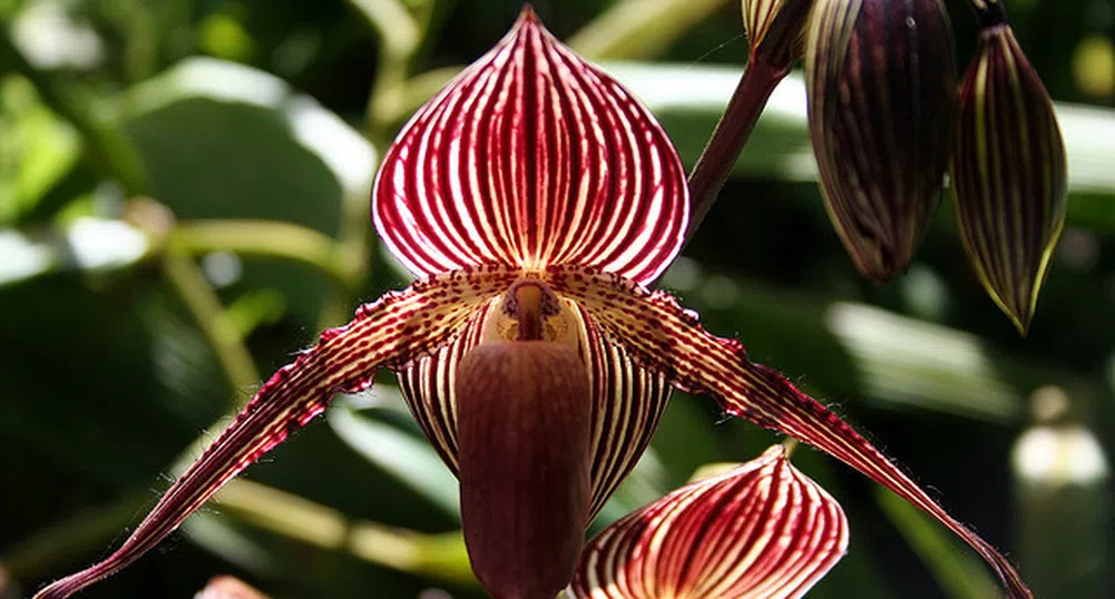 Това е най-скъпата орхидея в света