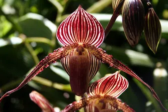 Това е най-скъпата орхидея в света