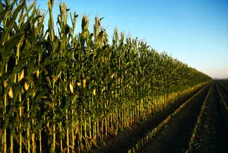 11 невероятни факта за царевицата в САЩ